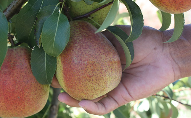 Slight decline in South African pear production volumes