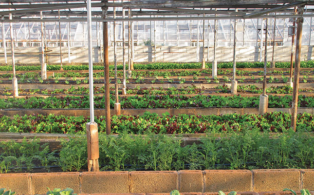 Global COVID-19 lockdowns boost urban farming