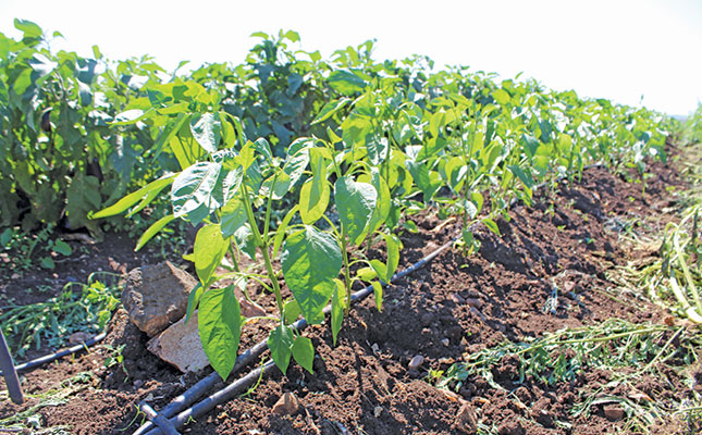 How to start a vegetable farm