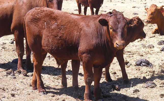 Botswana beef farmers fear market losses due to Covid-19