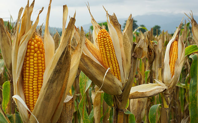 Zimbabwe to import maize due to erratic harvest prospects