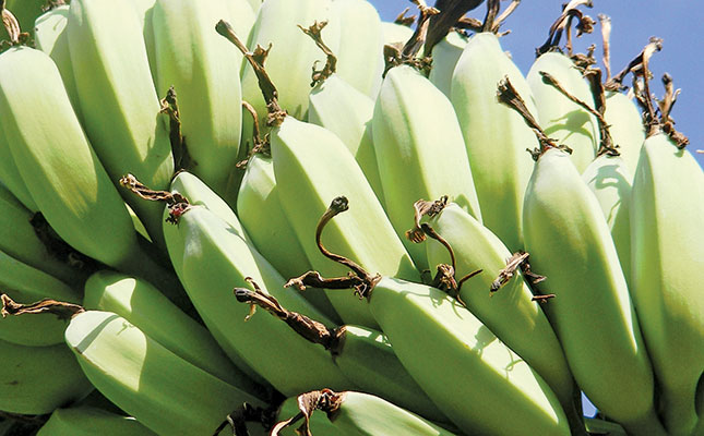 Minimal coronavirus impact for cross-border banana farmers