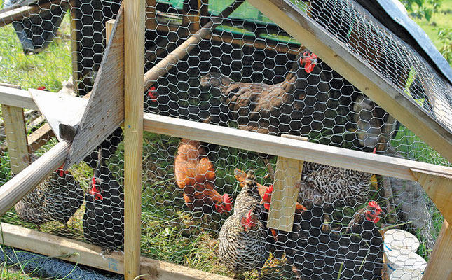 Basic chicken care Basic chicken care