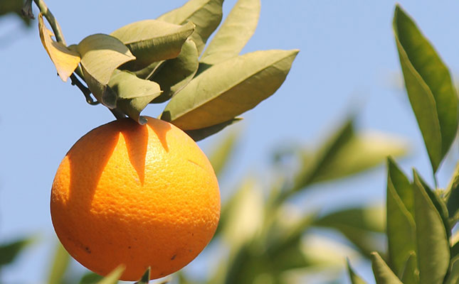 Spike in sales of citrus, baking goods amid global lockdowns