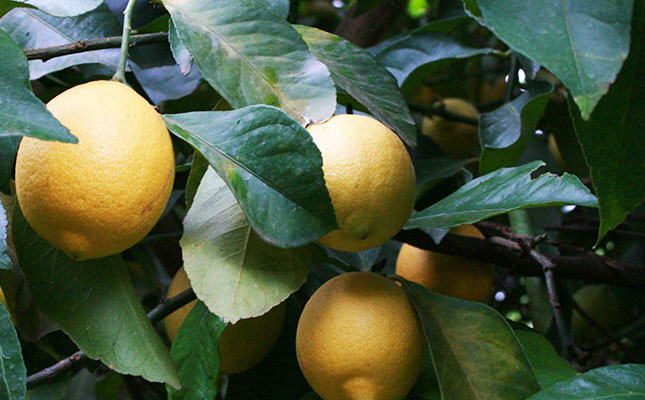 Strong demand for SA citrus at start of 2020 export season Strong demand for SA citrus at start of 2020 export season