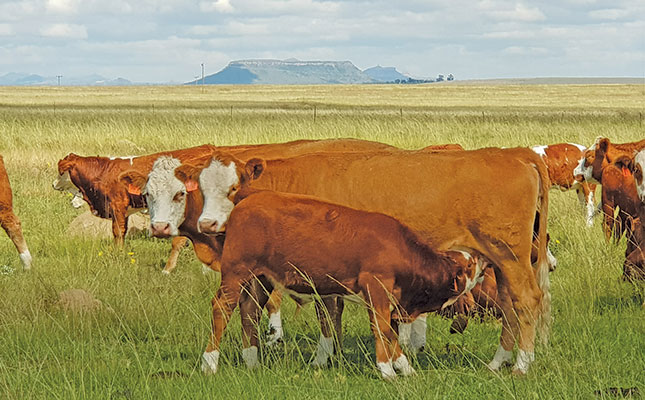 The fundamentals of fertility in beef cattle