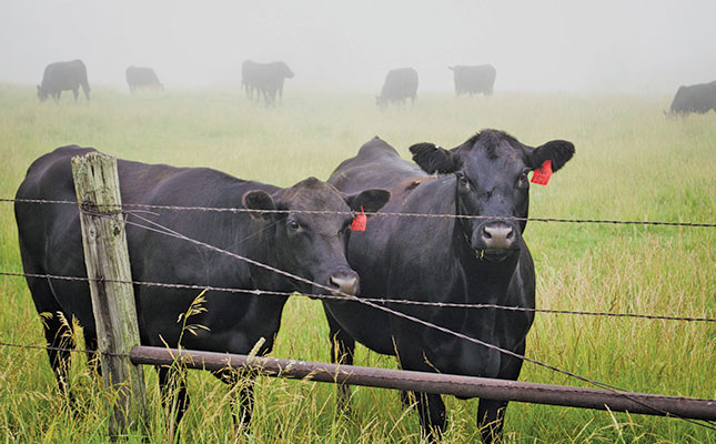 Some cattle fencing basics