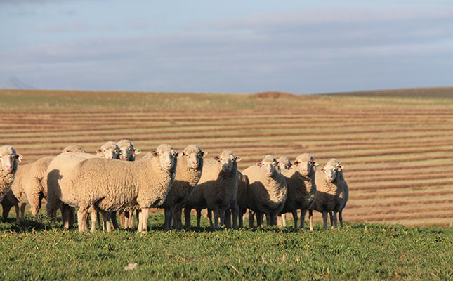Wine, wool industries seek clarification on Level 4 lockdown Wine, wool industries seek clarification on Level 4 lockdown