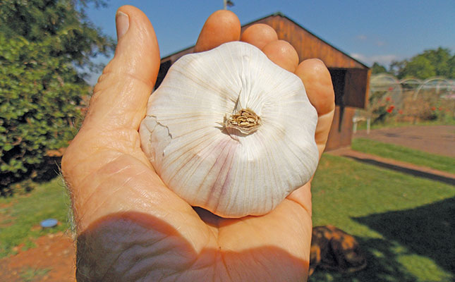 Growing garlic: Part 1