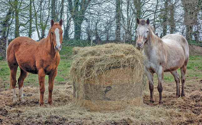 Feed and water requirements for horses