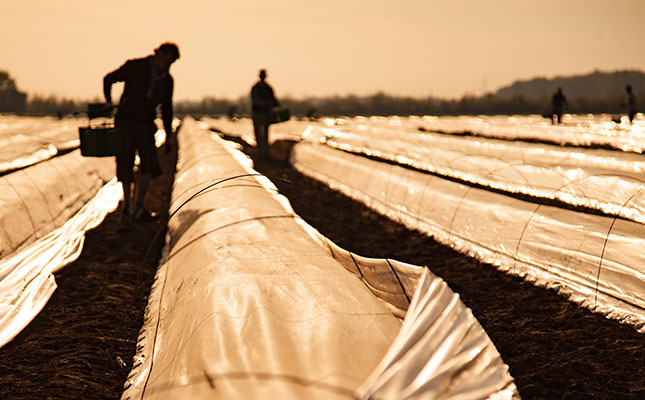 Migrant worker restrictions fuel fears of harvest delays in EU, UK Migrant worker restrictions fuel fears of harvest delays in EU, UK