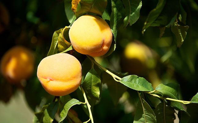 R10 million tissue culture facility to boost fruit industry R10 million tissue culture facility to boost fruit industry