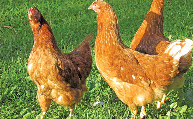 Polish poultry sector: biggest in Europe and growing