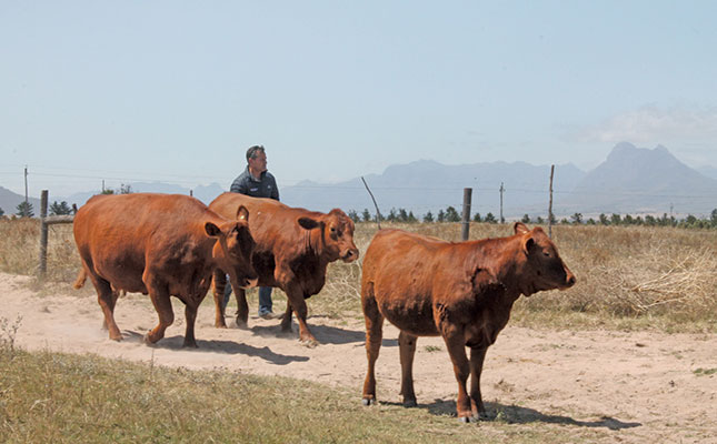 Turning a hobby into an award-winning Angus stud