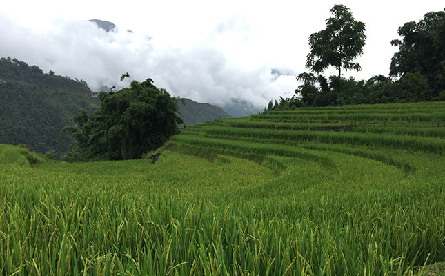 Rice and wheat price volatility surges due to pandemic Rice and wheat price volatility surges due to pandemic