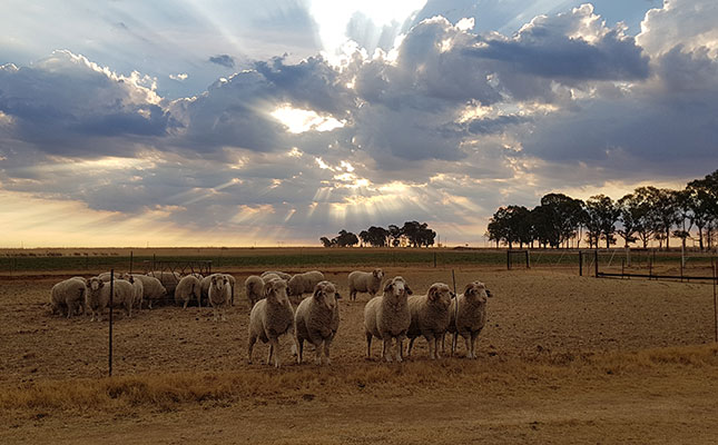 Shearing and wool exports now allowed during lockdown