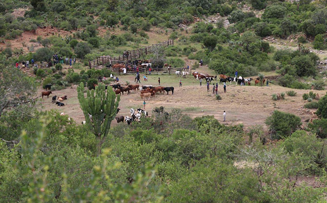 African armyworm outbreak pose threat to KZN cattle farmers