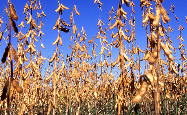 Oil price crash, COVID-19 weaken grains and oilseed markets