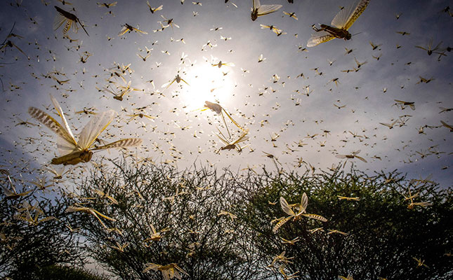 UN warns of worsening locust invasion in East Africa