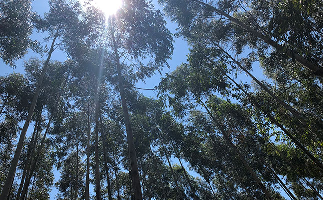 Forestry demand stable, despite toilet paper panic buying Forestry demand stable, despite toilet paper panic buying