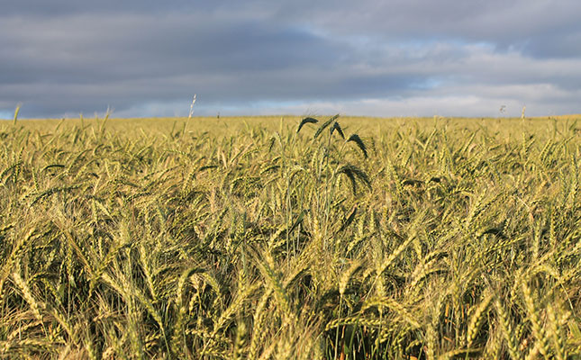 Late rain and heat predicted for winter rainfall region