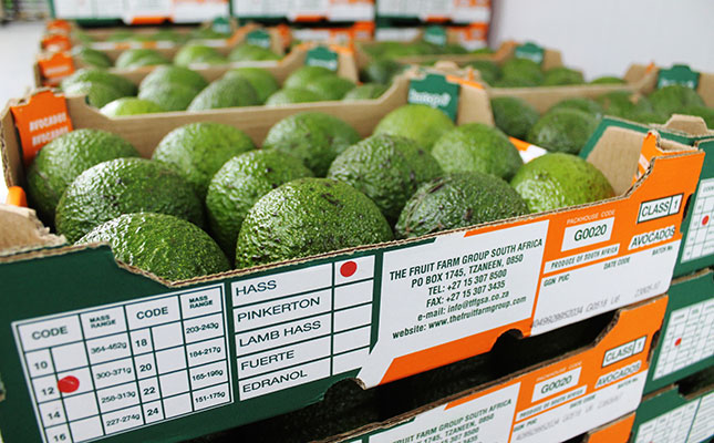 Avocado export estimate down 13% due to COVID-19
