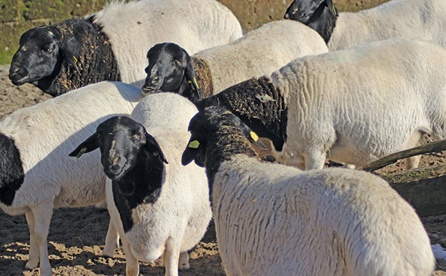 The basics of the Persian breed The basics of the Persian breed