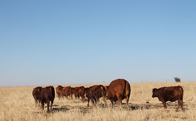 Beefmaster breeder’s quest for optimal returns on investment