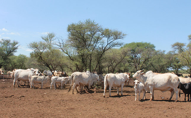 Improving beef yield through crossbreeding