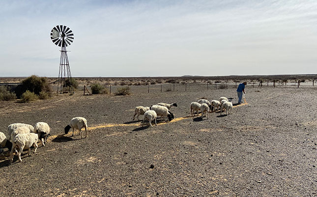 Donations provide lifeline for drought weary sheep farmers