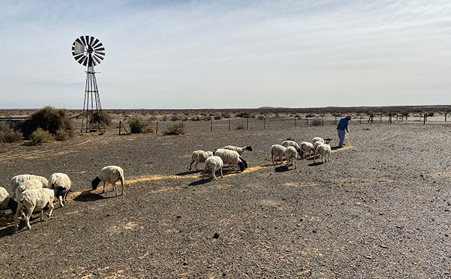 Donations provide lifeline for drought weary sheep farmers Donations provide lifeline for drought weary sheep farmers