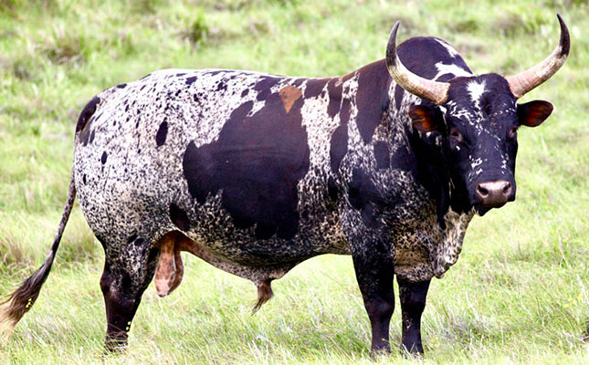 Nguni bull sells for record R310 000 on WhatsApp auction