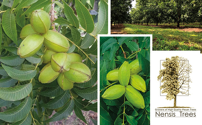 Cultivar-pure pecan trees for your orchards