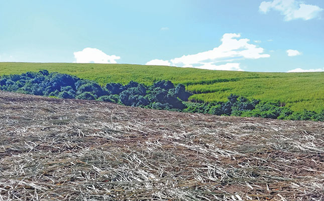 Sugar cane farmer’s five steps to bring his soil back to life