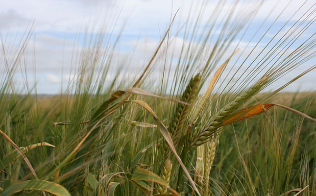 Lockdown alcohol ban may derail 2020 barley season