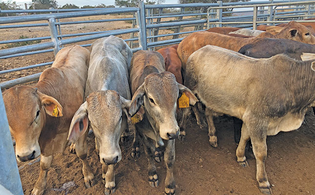 Two young cattle farmers bring auctions to communal areas