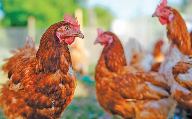 Reduce heat stress in poultry with vitamin C supplementation