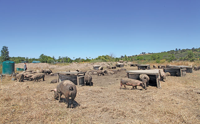 Free-range pigs: Working the soil and bringing home the bacon