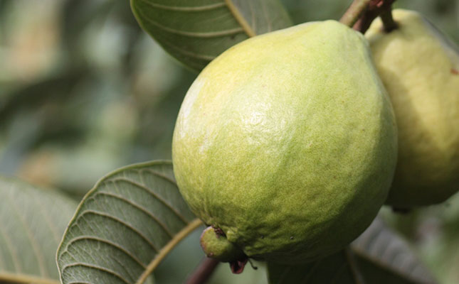 Fears about labour shortages for 2020 guava harvest