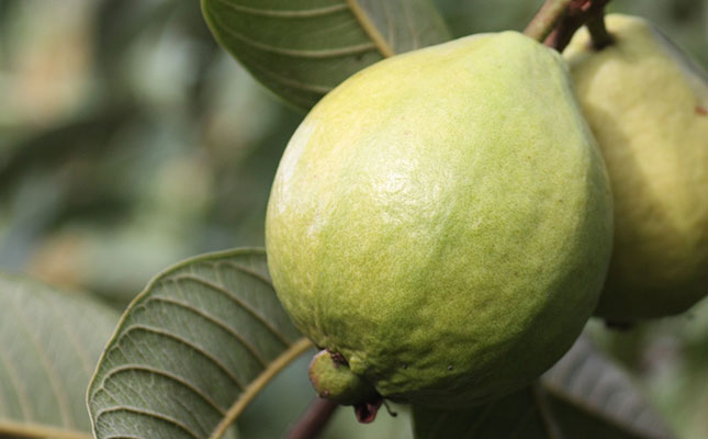Fears about labour shortages for 2020 guava harvest Fears about labour shortages for 2020 guava harvest