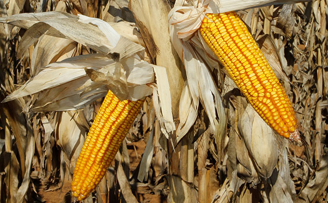 Sharp recovery in low maize stocks expected soon