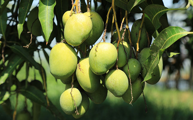 Big fall in SA mango harvest due to drought