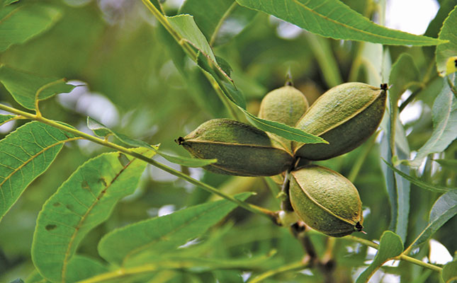 Good season for SA pecan nuts despite some challenges