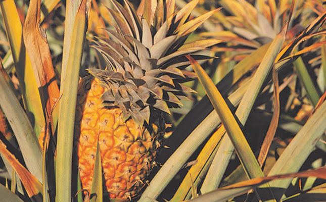 Pineapple farmers hope increase in demand will last