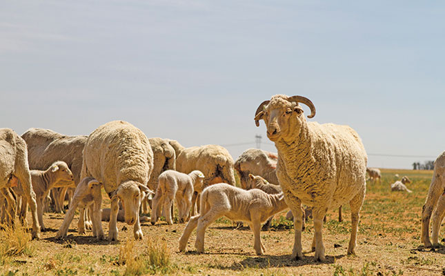 Wool and maize: perfect partners on marginal lands