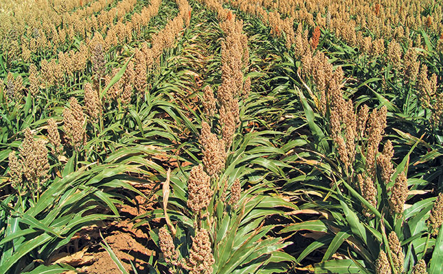 Feeding your sheep sorghum