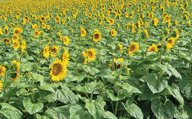 How to improve the oil yield of a sunflower crop