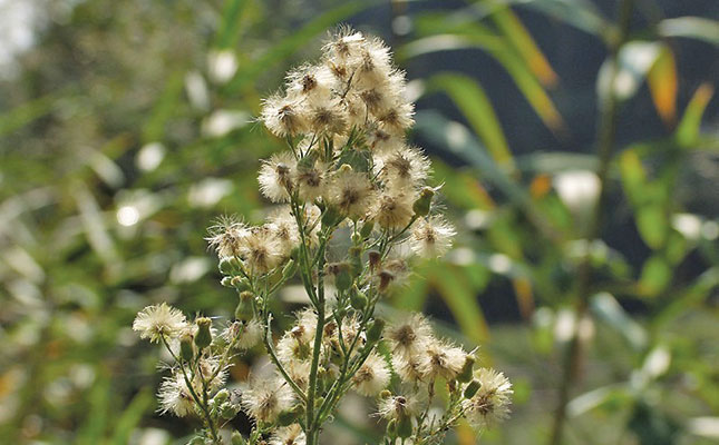 Controlling fleabane in wheat and maize