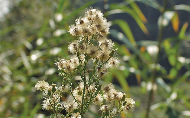 Controlling fleabane in wheat and maize Controlling fleabane in wheat and maize