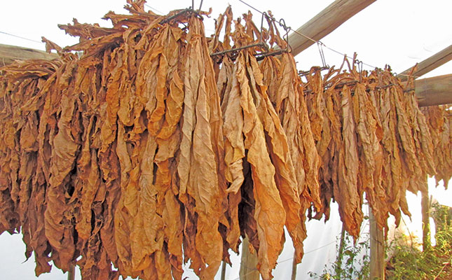 Black tobacco farmers left without income by ongoing ban